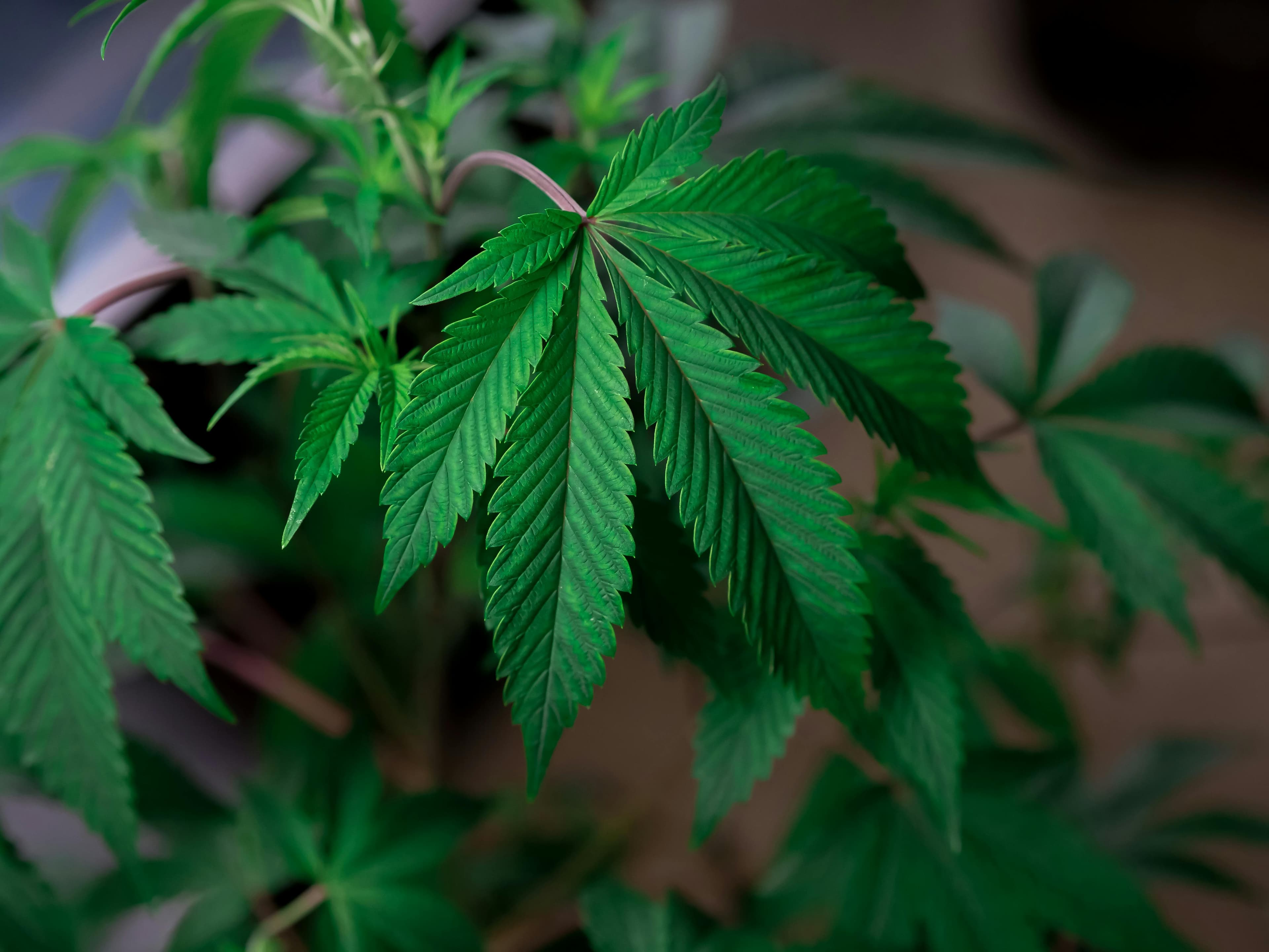 Cannabis